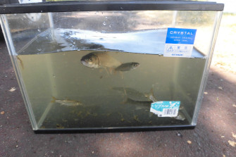 しのつ湖へウグイ釣り&生き物探しに行こう!