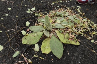 長官山で山歩き体験