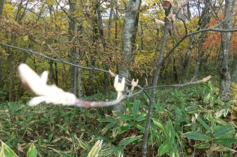 長官山で山歩き体験