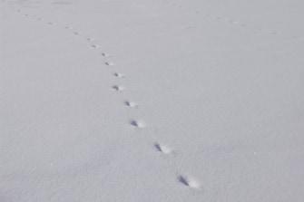 ワカサギ釣り体験