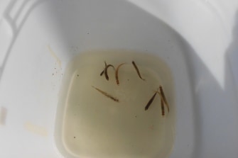 ワカサギ釣り体験