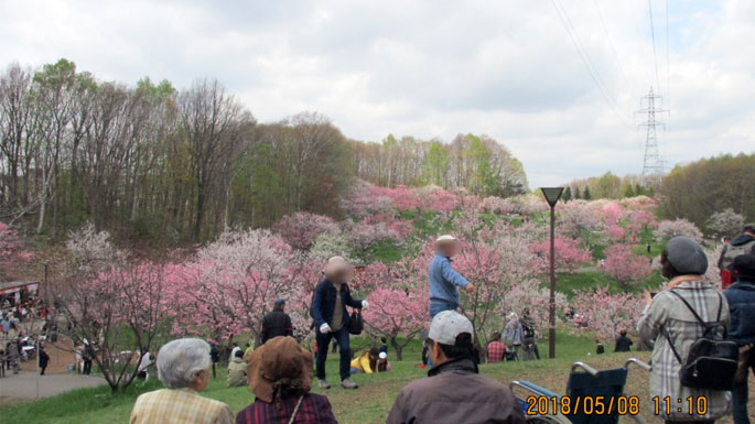 平岡公園 梅の花見ツアー